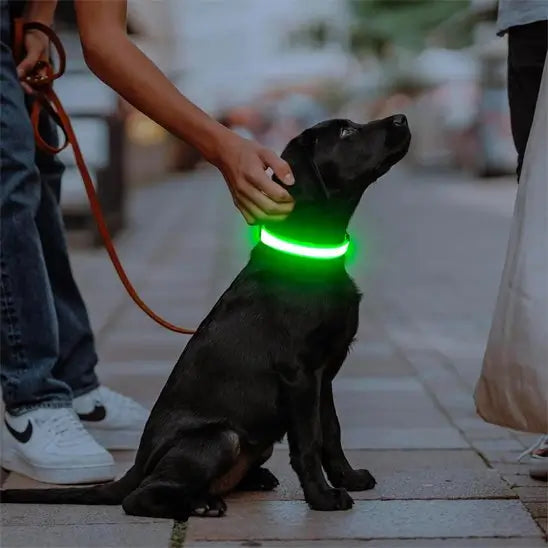 Collier-lumineux-pour-chien-assie