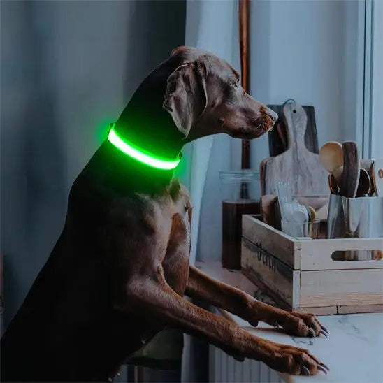 Collier-lumineux-pour-chien-debout