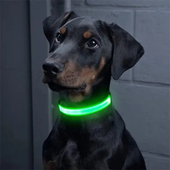 Collier-lumineux-pour-chien-ecoute