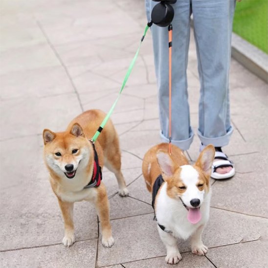 Laisse-double-chiens-cordons-orange-et-vert