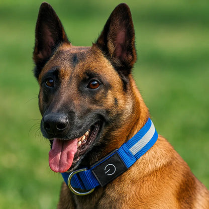 collier-lumineux-chien-led-bleu
