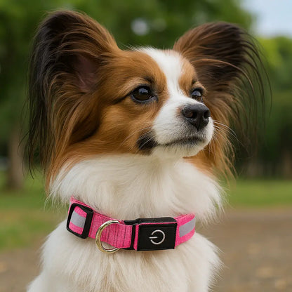 collier-lumineux-chien-led-rose