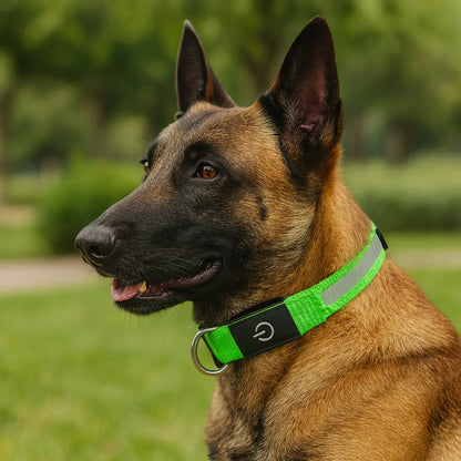collier-lumineux-chien-led-vert
